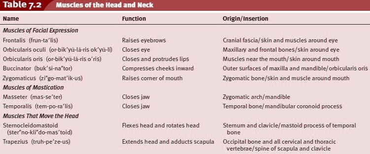 Skeletal Muscles of the Body. Basic Principles of Skeletal Muscles